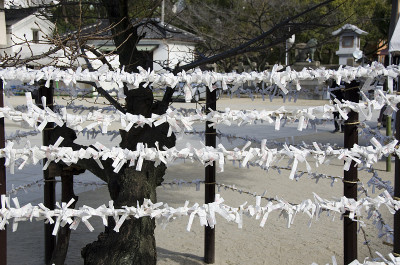 Omikuji在日本的神社