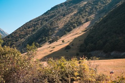 以山景为背景的黑莓植物(意大利西比里尼山脉，欧洲)