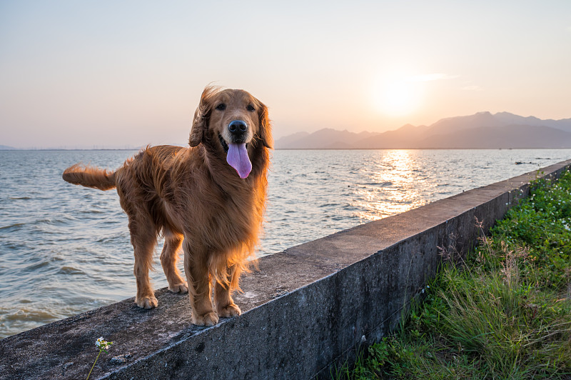 金毛猎犬站在海边的堤坝上