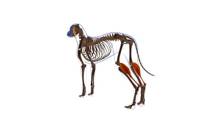 狗的肌肉解剖医学概念3D