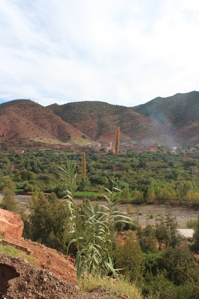 山区小麦