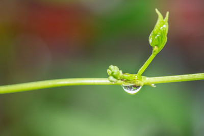 飞,昆虫