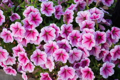花园里有牵牛花