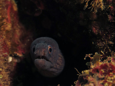 海鳗