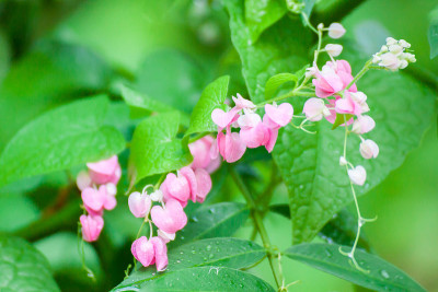 美丽的粉红色墨西哥蔓藤花(Antigonon Leptopus)