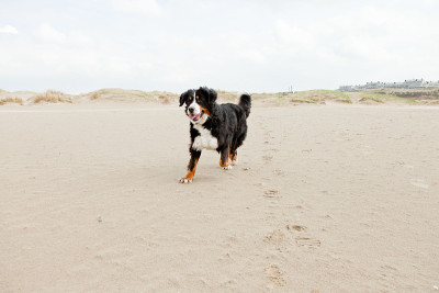Happy berner sennen狗户外在海滩上奔跑。