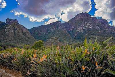 风景在Kirstenbosch