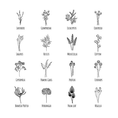 收集16种干花:薰衣草、冈佛兰、桉树、克拉帕斯、拉古鲁、Ruscus、棉花、Gypsophila、P