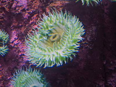 大绿海葵