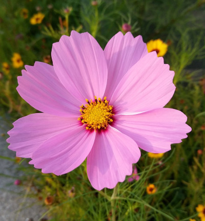 野花