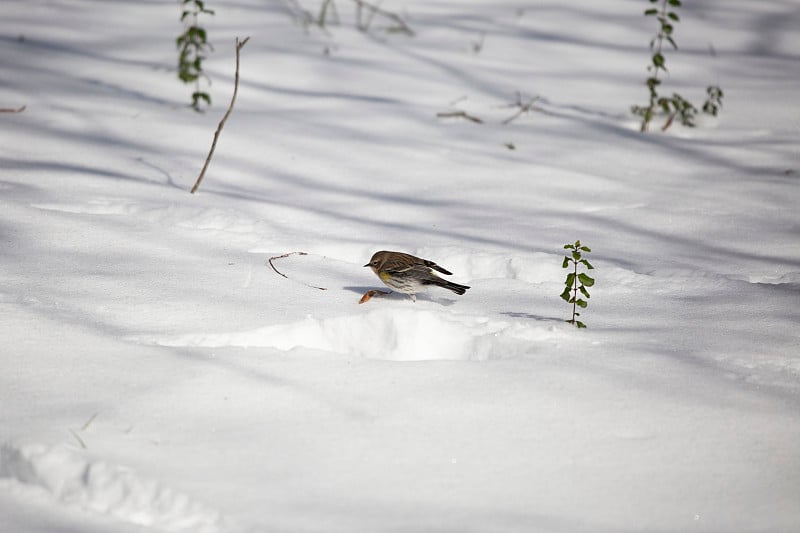 莺在雪