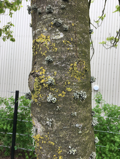 白蜡(Fraxinus excelsior)树- 2018年5月