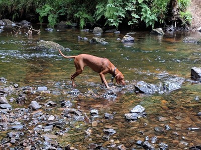 匈牙利Vizsla工作犬