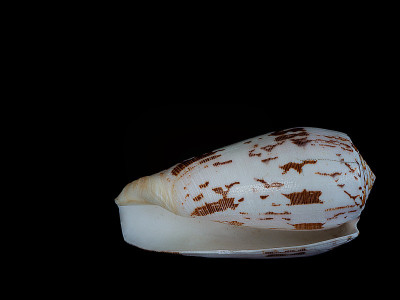 特写镜头贝壳。