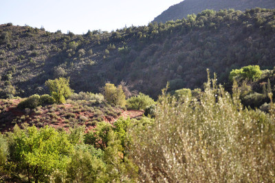 山