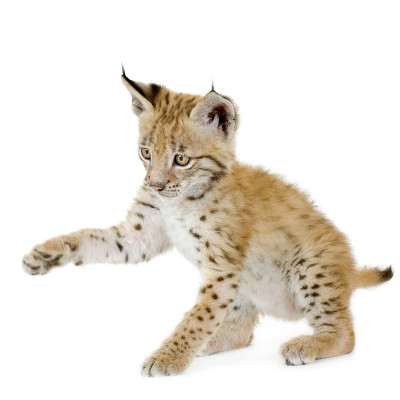 猞猁幼崽（2只）
