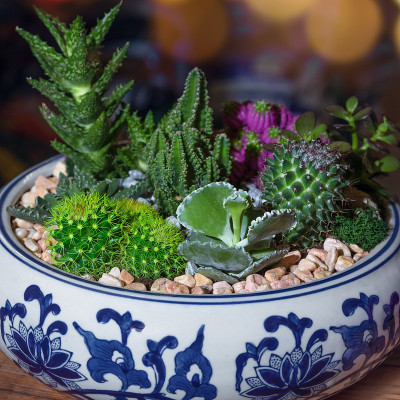 美丽的盆景，里面有仙人掌，花，石头，沙子