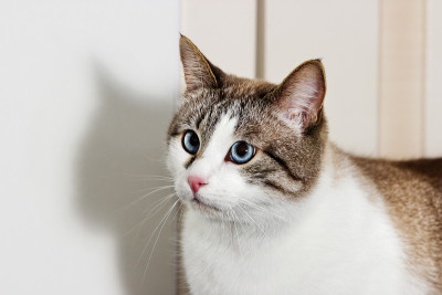 长着蓝色眼睛的猫
