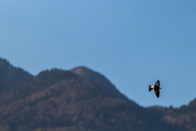 燕子飞过天空