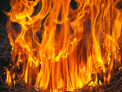 森林着火了