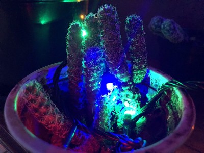 仙人掌和五颜六色的灯