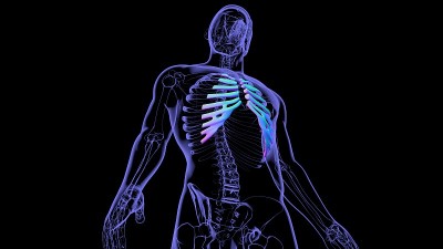 人体骨骼解剖肋软骨三维渲染