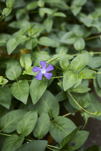 长春花开花了
