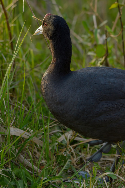 普通白骨顶，(Fulica atra)近距离野生水鸟在一个湖，游泳，早春，野生动物在西班牙马略卡自然
