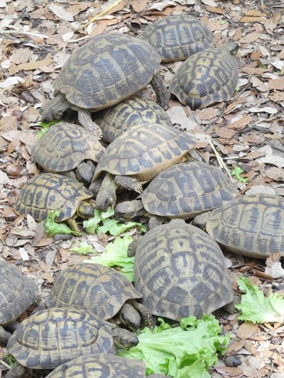 大群的Testudo Hermanni龟