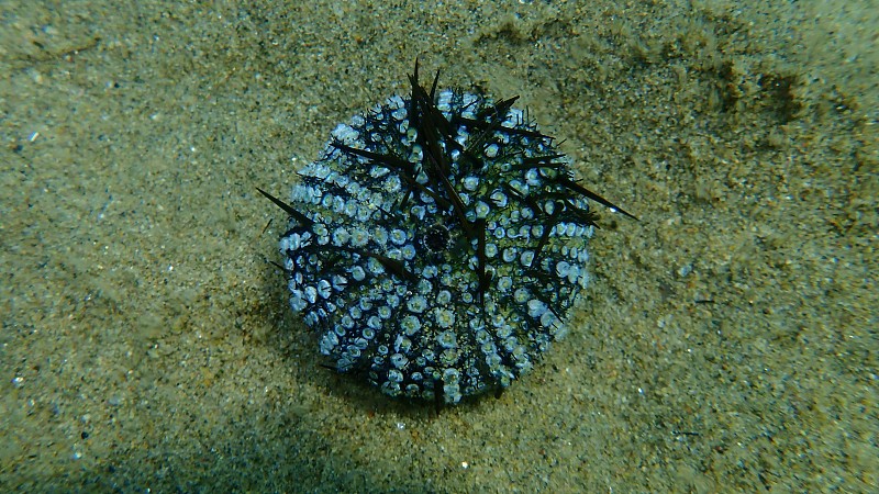 测试(壳)紫海胆，岩石海胆或石质海胆(paracentrrotus lividus)的海底，爱琴海