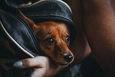 狗
