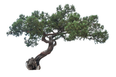 孤立的杜松树
