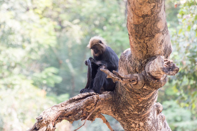 Nilgiri langur (Trachypithecus johnii)是一种luung(一种旧