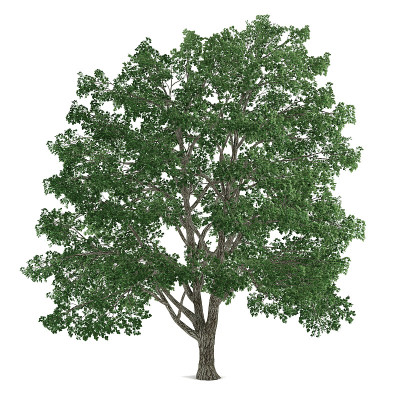 Tree isolated. Tilia