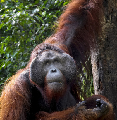 orangatang