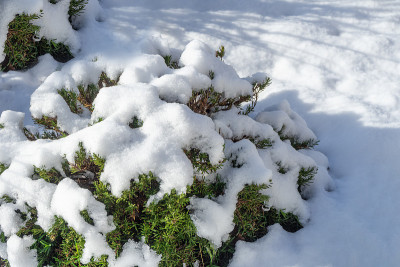 花园里覆盖着雪的迷迭香植物。