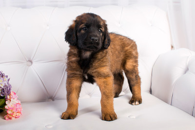 白色沙发上的小狗Leonberger