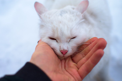 男人抚摸着一只猫