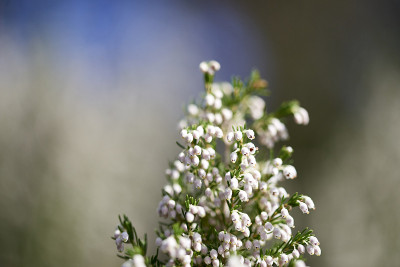 erica flower的细节