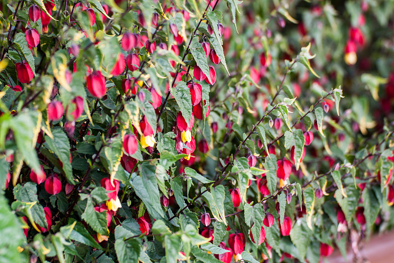 Abutilon megapotamicum 或 Callianthe megapotamica（尾