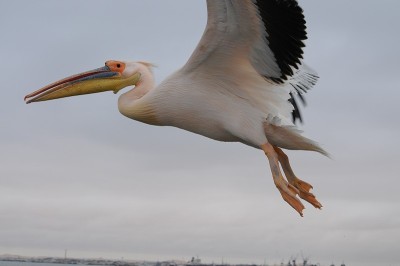Flying pelican in the Walvis Bay in Namibia