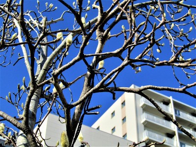 流山市，千叶，日本新年