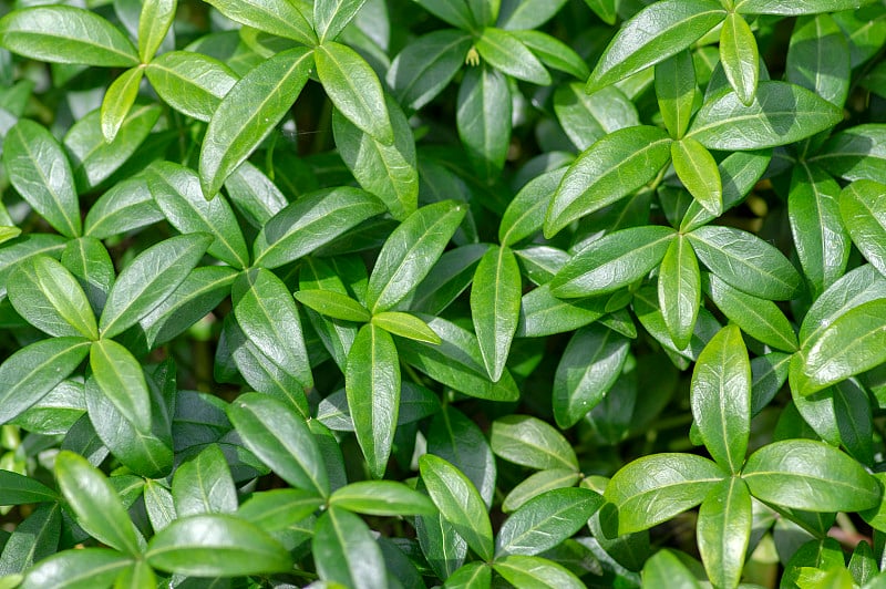 长春花属小绿叶，小型匍匐地被植物，夏季昼间生长