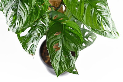 近距离观察热带“Monstera Adansonii”或“Monstera Monkey Mask”