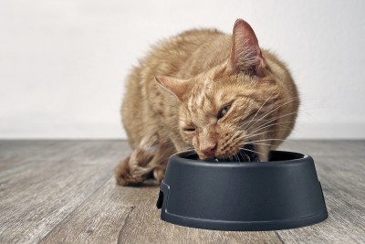 搞笑的猫吃着碗里的干粮。