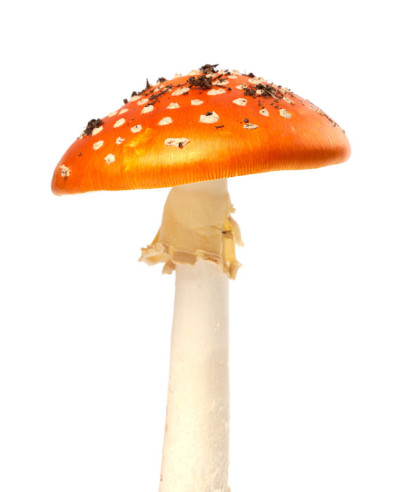 白色背景上的红色蘑菇