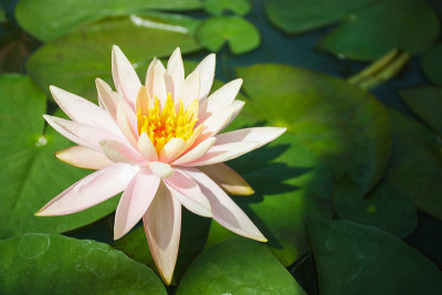 荷塘中花，复古色调