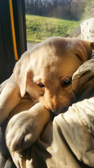年轻漂亮的金毛猎犬