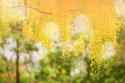 背景是黄色的花