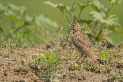 Crested Lark / Galerida cristata